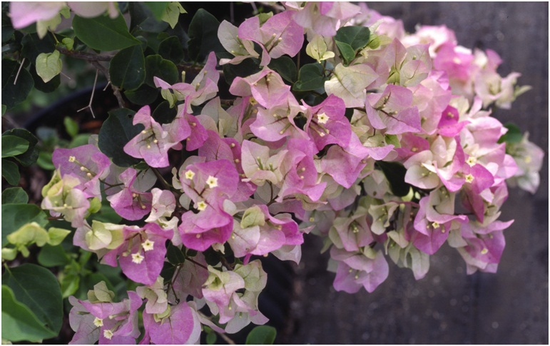 The_Brilliant_Bougainvilleas_Part_6d.jpg